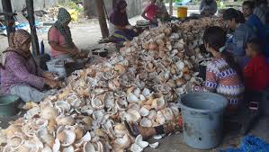 Para ibu pencungkil daging kelapa di Asahan Para ibu pencungkil daging kelapa di Asahan