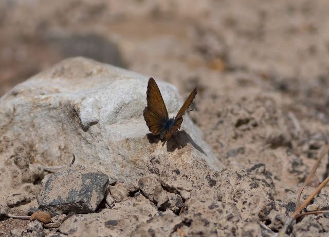 Canary Blue Butterfly - Las Lajas, Tenerife Canary Blue Butterfly - Las Lajas, Tenerife