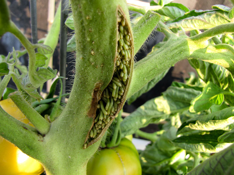 Get Adventitious Roots Pictures