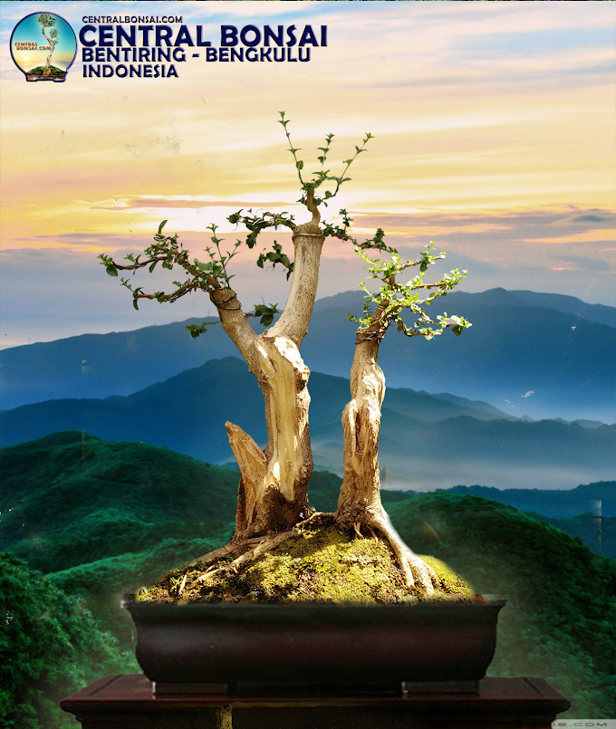 ATURAN DAN CARA PEMBENTUKAN BONSAI ( PART 2)