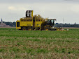 Sugar beet harvest: Ropa Tiger VS Holmer Terra Dos T3