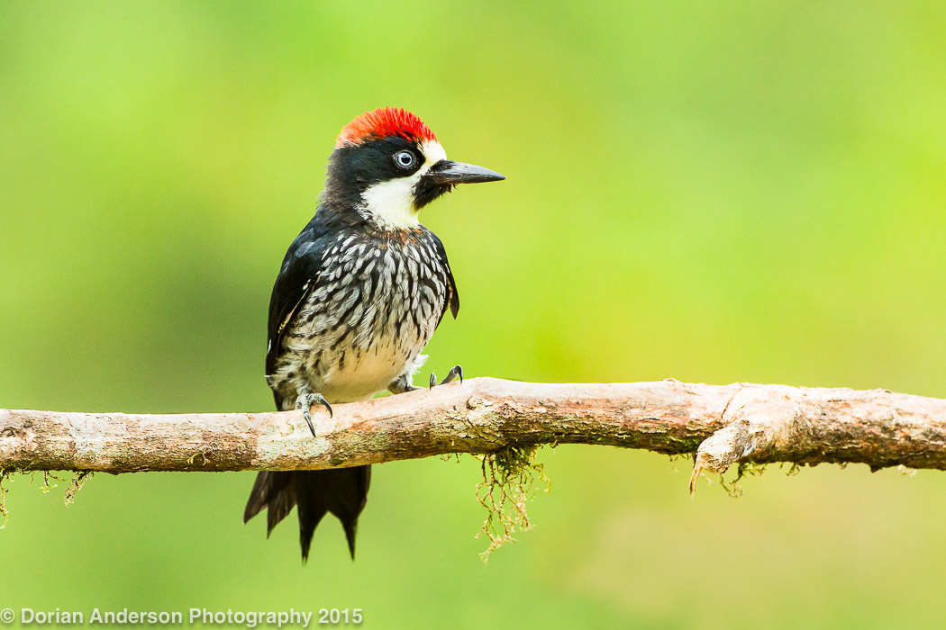 The Speckled Hatchback Post 27 A quiz about woodpeckers!