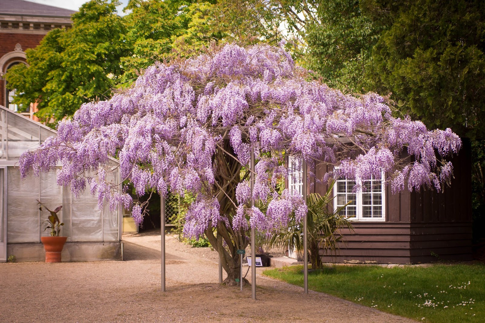 Wisteria. глициния сиреневая "китайская". Wisteria sinensis глициния китайская. Wisteria. Wisteria.