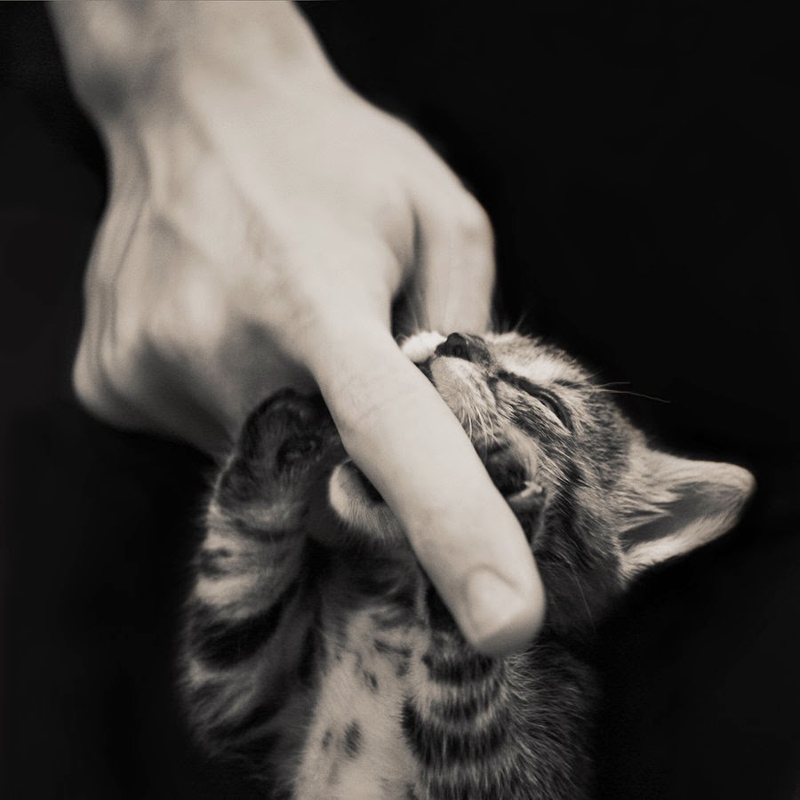 Укус пальца кошкой. Котенок кусает. Кот обнимает руку. Котик на руках. Котенок кусает палец.