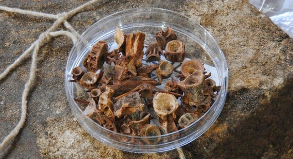 Durham Cathedral dig unearths 21,000 animal bones