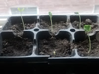 Kenaf 8234 Sprouts- Jan 2016 Kenaf 8234 Sprouts- Jan 2016