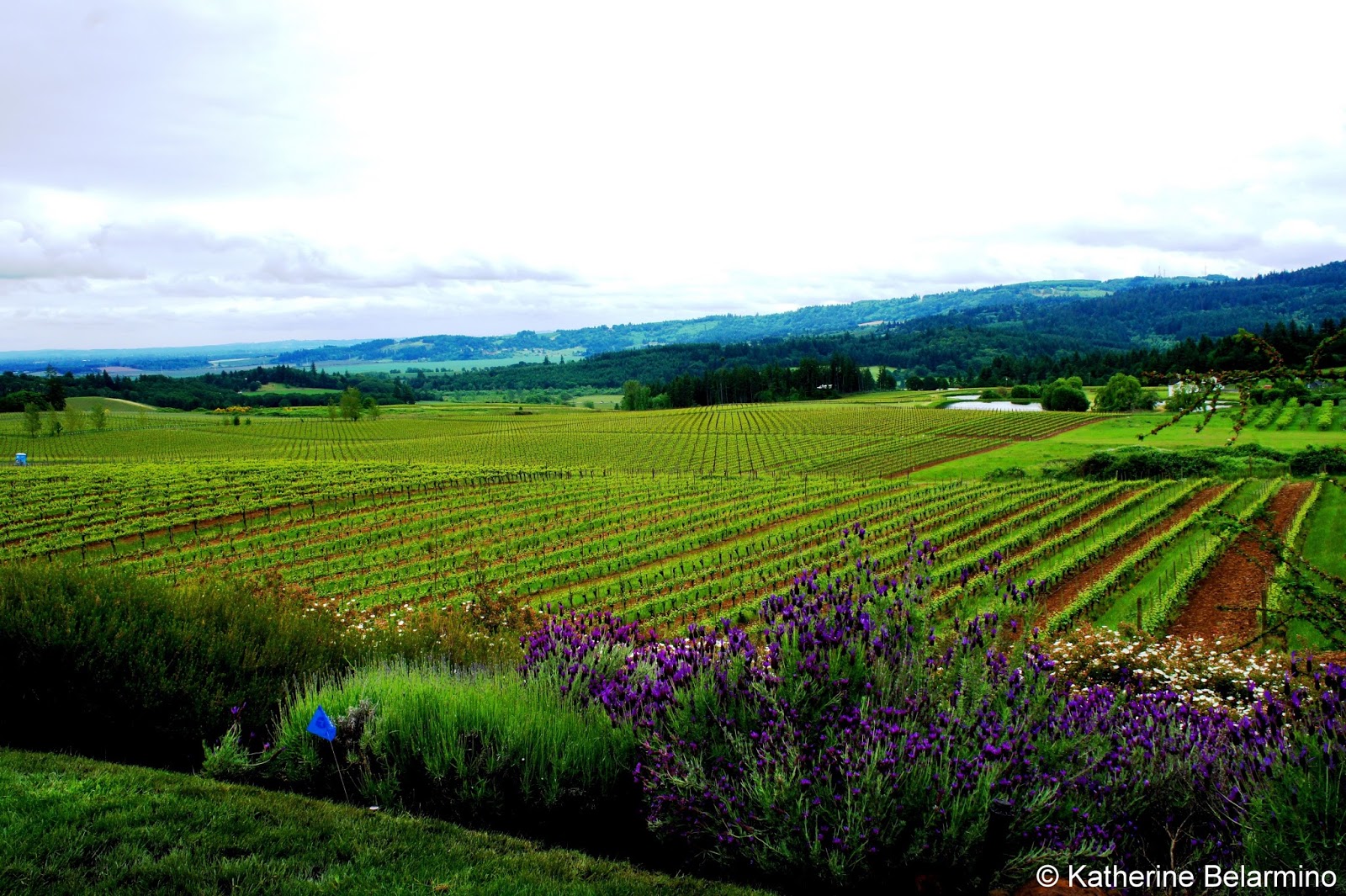 Oregon’s Willamette Valley More Than Just Wine Travel the World