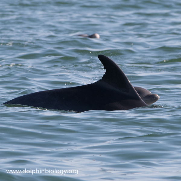 Dolphin Biology and Conservation: Baby's rostrum appears
