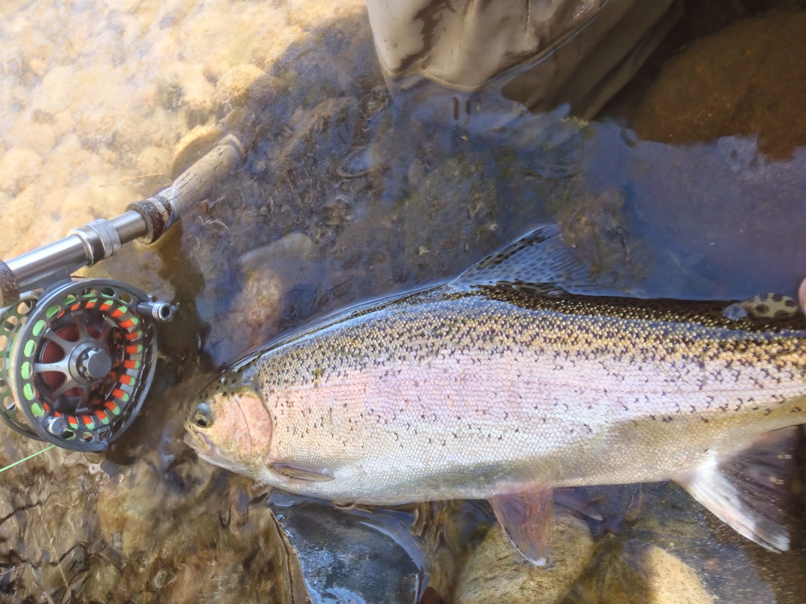Irideus Fly Fishing Products Fall Steelhead Spey casting with Irideus