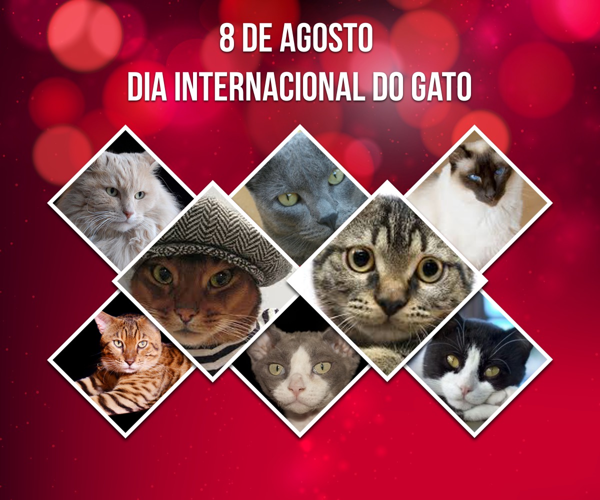 Dia Internacional do Gato – 8 de agosto