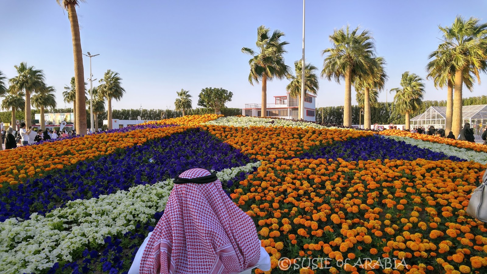 Jeddah Daily Photo Yanbu Flower Festival