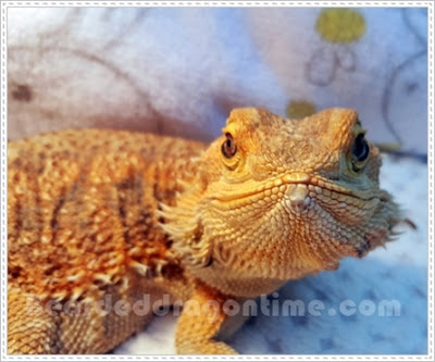Care for bearded dragon