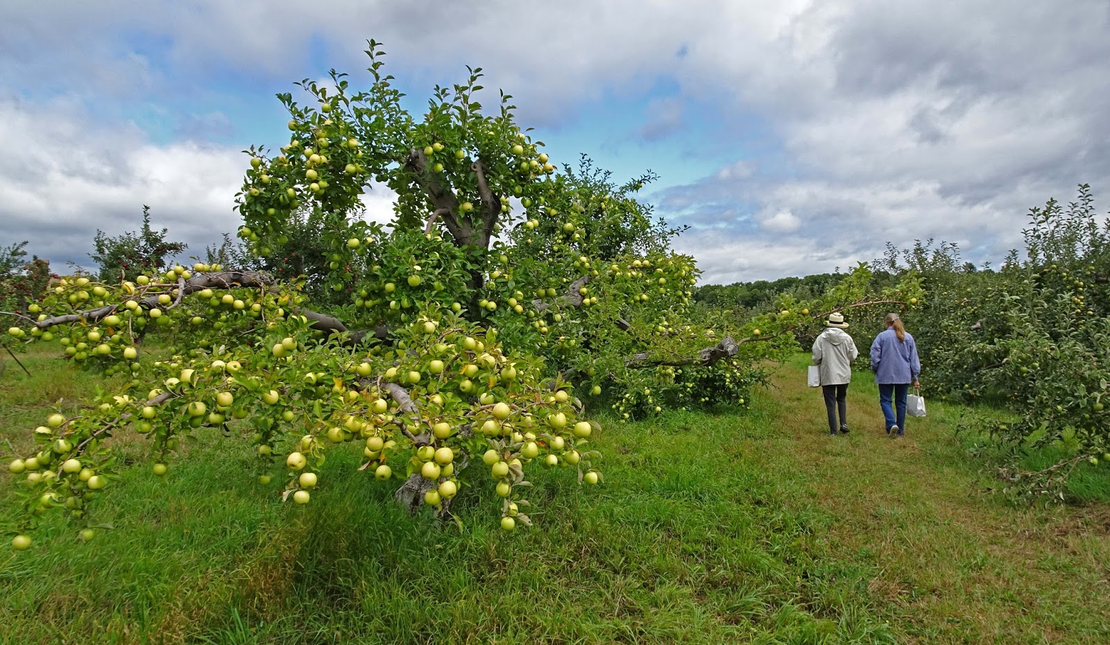 Joe's Retirement Blog Averill Farm Apple Orchard, Washington Depot