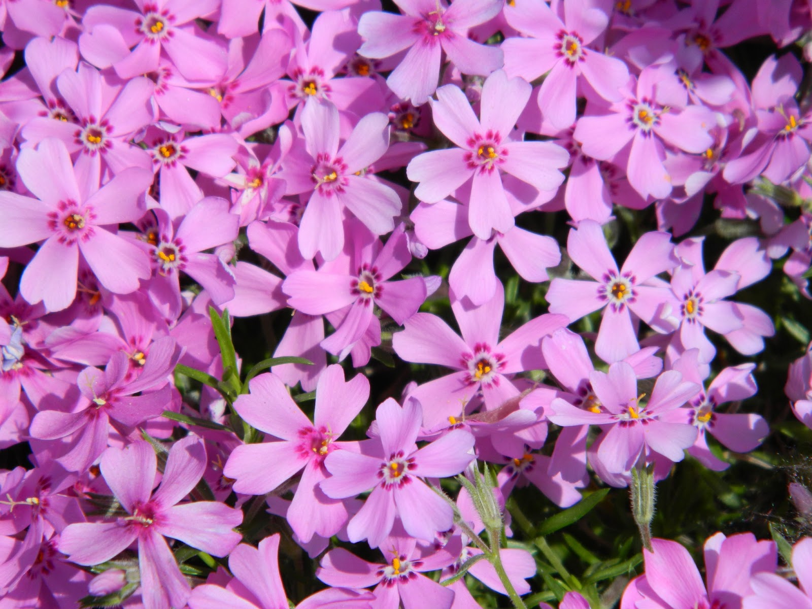 Fericirea de a fi: Floriile 2013