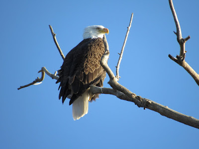 northern california birds of prey eagles