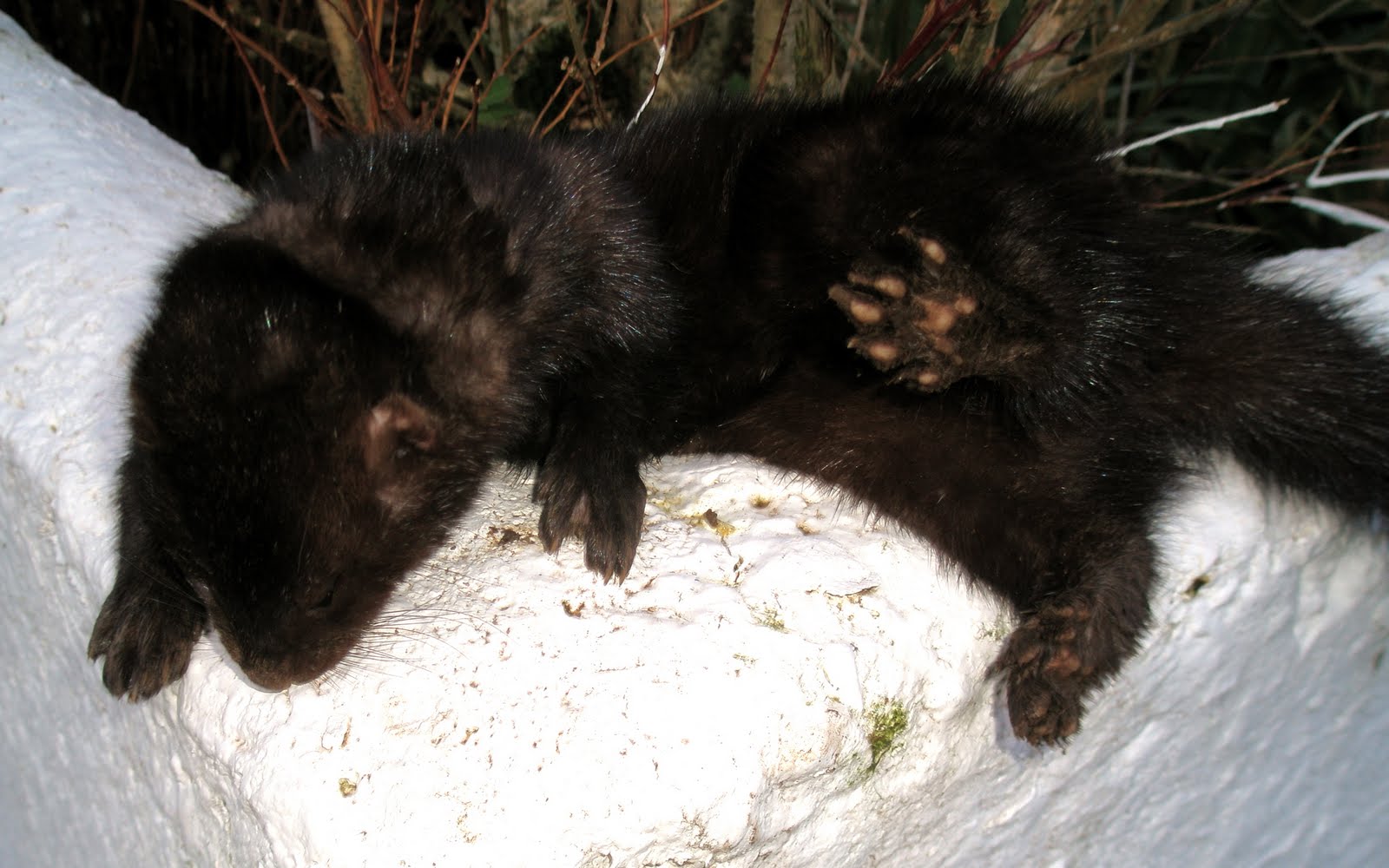 A Kilchoan Diary Mink Hunt 5 Gotcha!