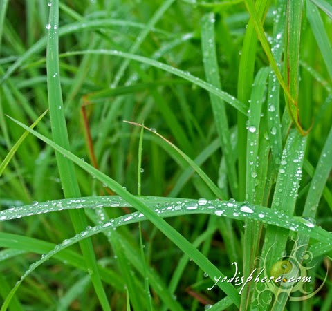 Silver rain drops on the leaves of green grass  hover_share