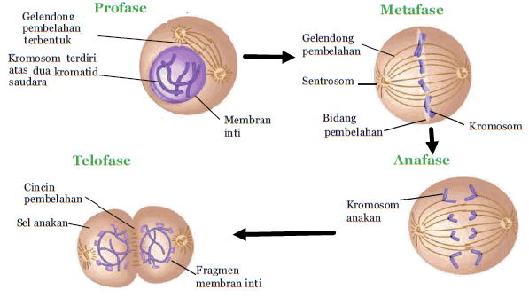 Setelah pembelahan sitoplasma selesai akan terbentuk dua sel anakan yang bersifat diploid proses tersebut berlangsung pada tahap