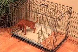 Potty Training Puppy Apartment: An effective solution for indoor potty ...