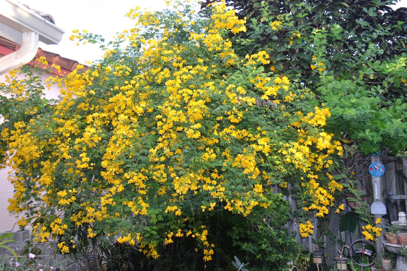 DragonFly Garden Yellow Cassia tree in full bloom