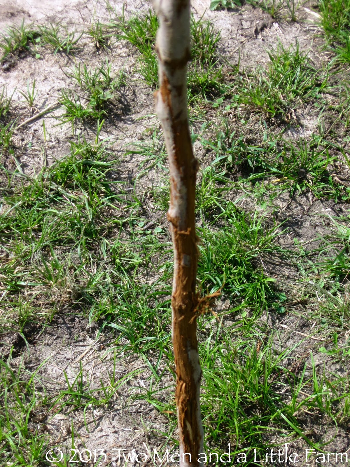 Two Men and a Little Farm SOMETHING IS EATING THE BARK ON THE FRUIT TREES