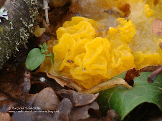 Tremella mesenterica DSC100195