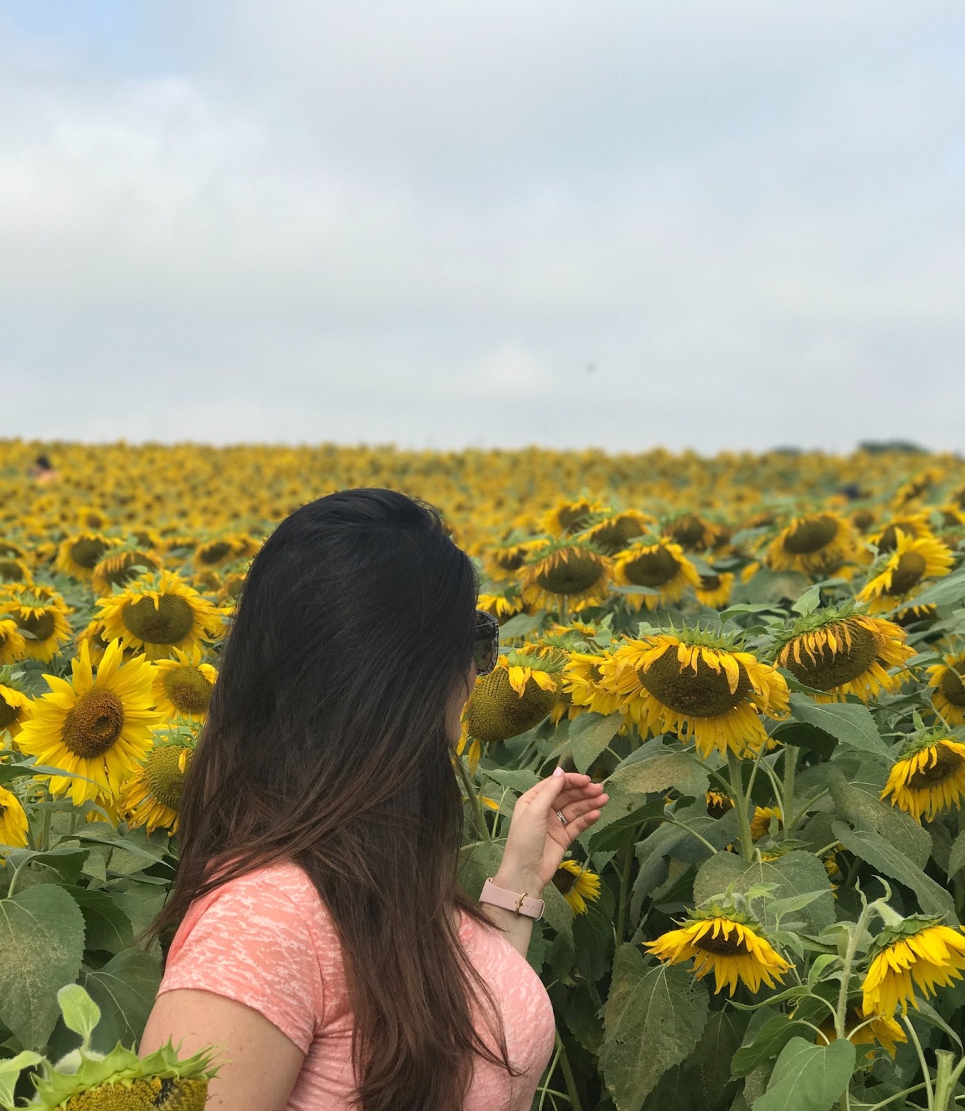 sunflower farm, colby farm newbury, farm sunflowers, wild sunflowers