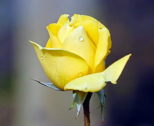 beautiful yellow rose flower blossom drop morning dew