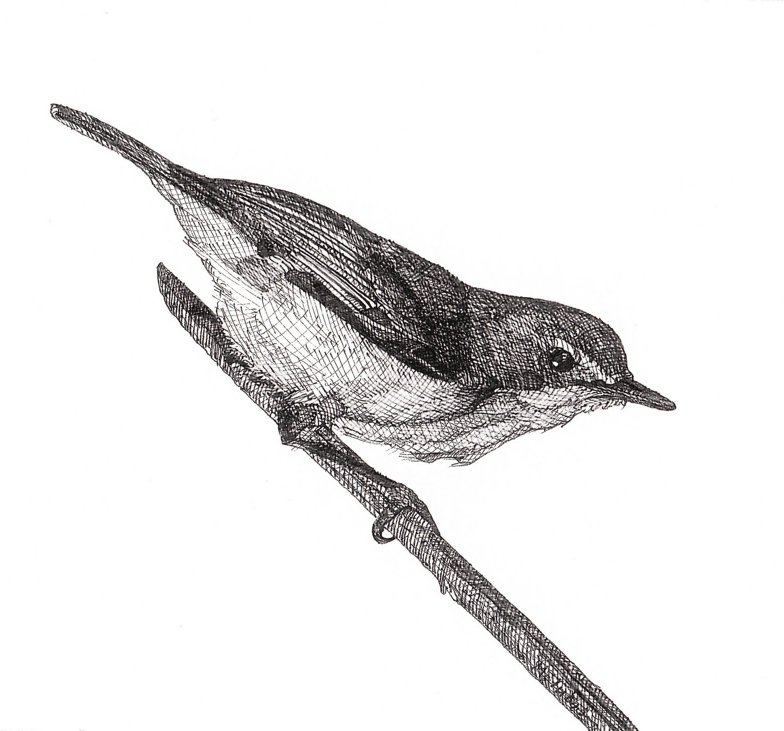 Drawing Birds Sketch for Beginner