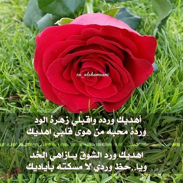 صور ورد ورود مكتوب عليها عبارات جميله جنتنا