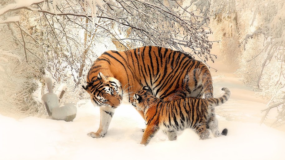 Tiger, Cub, 4K, 3840x2160, #44