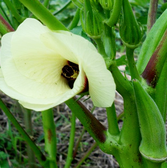 okra production guide in the philippines Okra production in the philippines | angat ang makabago.