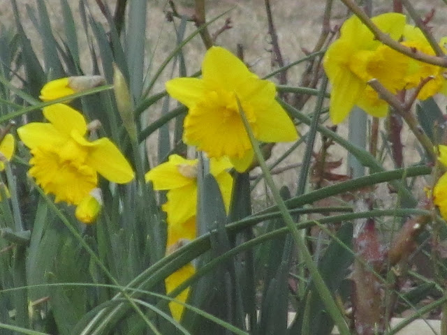 IMG_1461.JPG