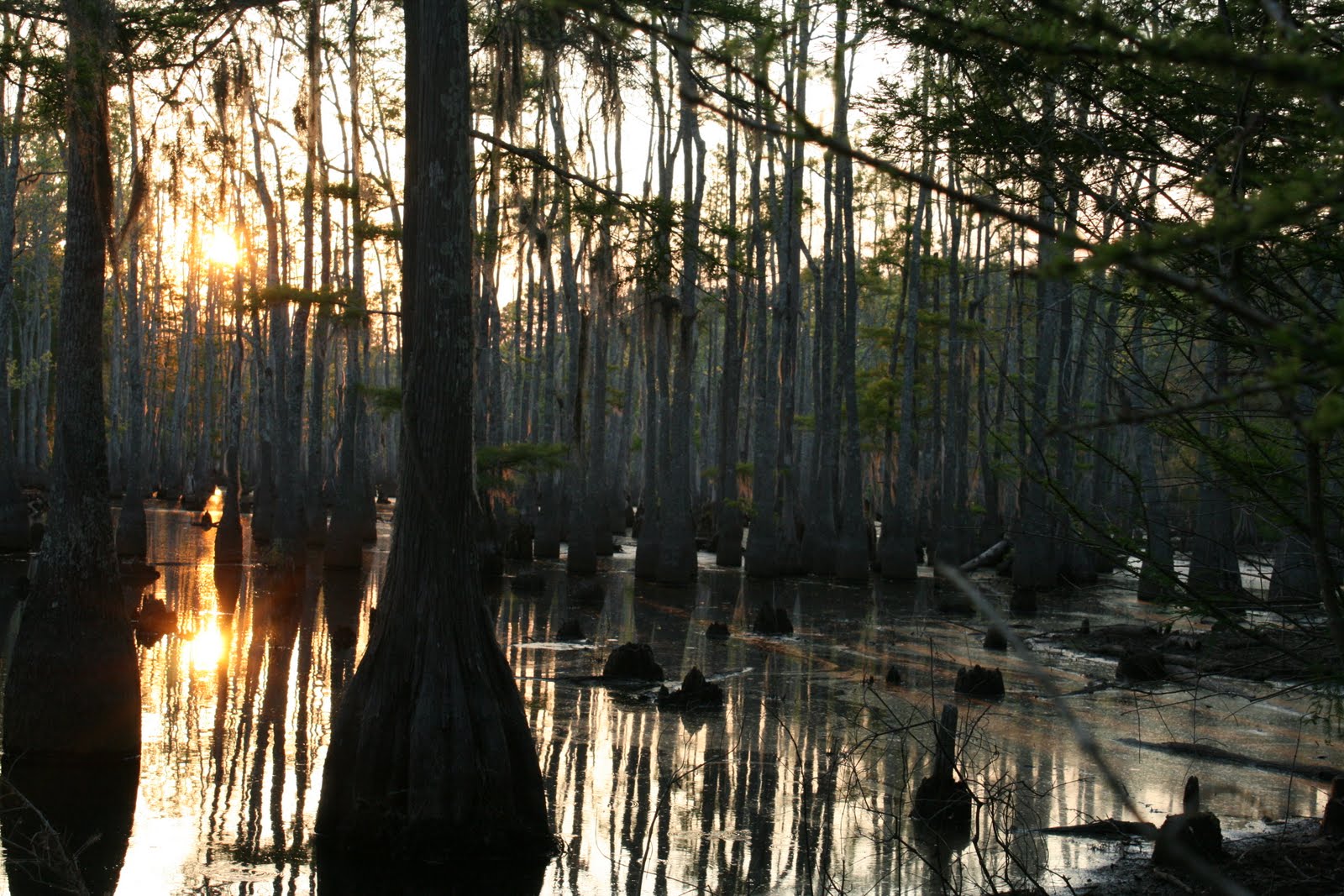 The French Connection Lafayette to Lake Charles