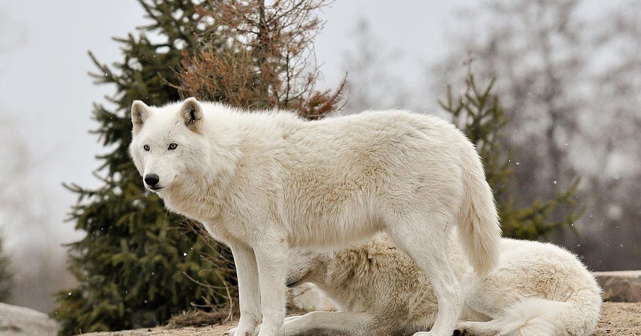 The Arctic Wolf | Interesting Facts & Photographs | The Wildlife