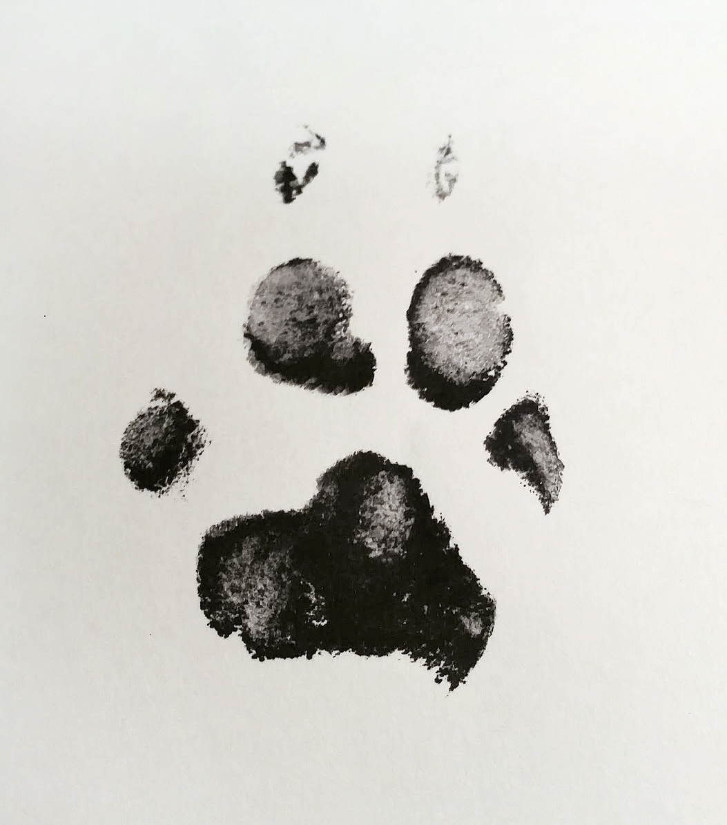 DIY Paw Print Rubber Stamp