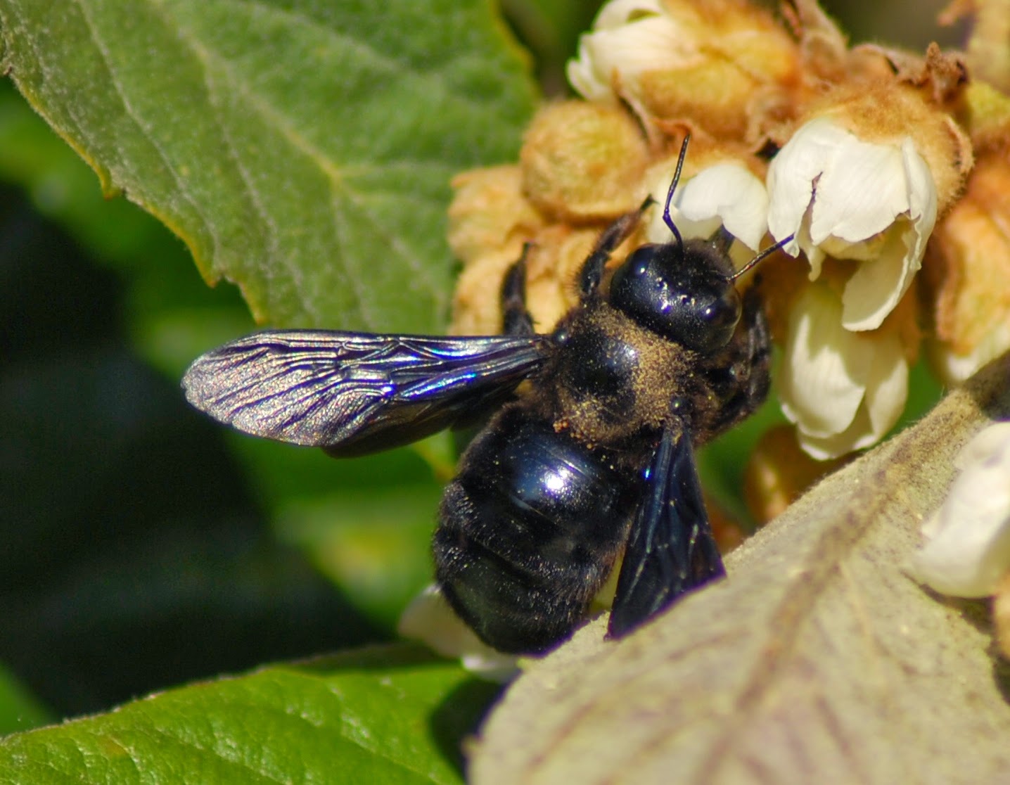 XYLOCOPA VIOLACEA