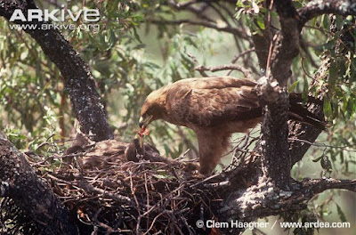 Wahlberg´s Eagle