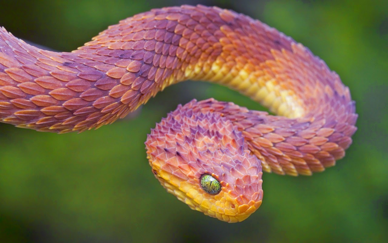 Rough-scaled Bush Viper, Atheris hispida www.matthieu-berro…