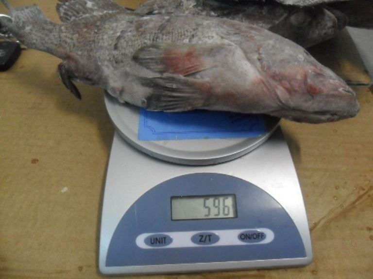 Grouper Fish for Sale Canned Crab Meats, Canned Crab Meat Suppliers