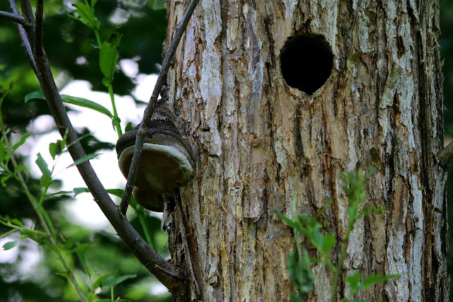 Great spotted woodpecker nest