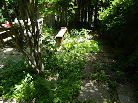 Leslieville garden cleanup before weeding by Paul Jung Gardening Services Toronto