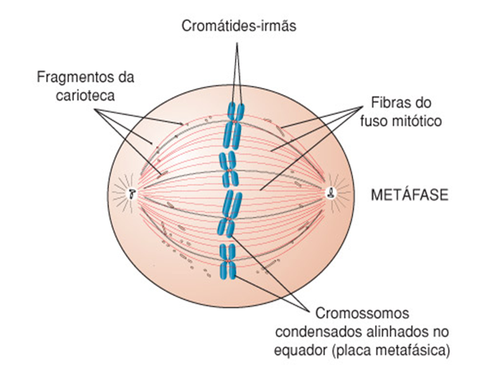 BioDNA: Divisão Celular (Mitose e Meiose)
