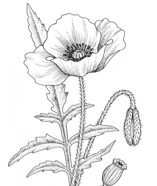 Мак рисунок для детей 1 класса