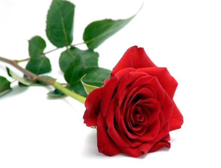 Single Red Rose Flowers Flower HD Wallpapers, Images, PIctures, Tattoos and Desktop Background