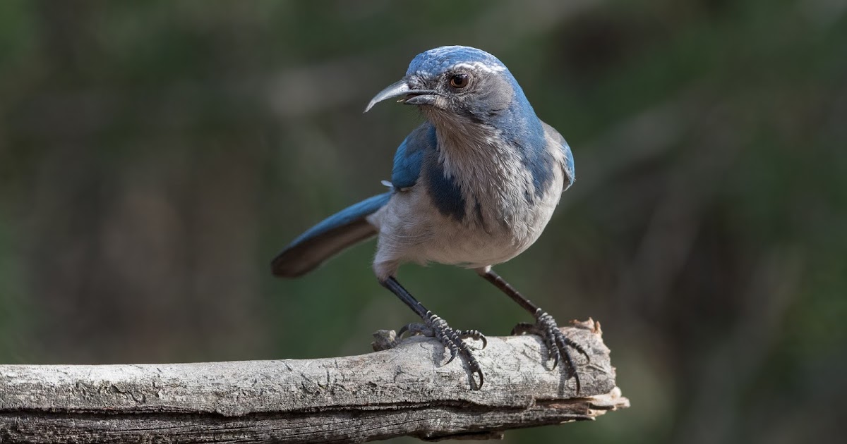 Better Bird Feeding Overgrown or deformed bird beaks (Avian Keratin