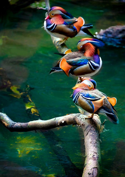 Patos de colores by Alan Shapiro - Color Ducks | clic para ampliar esta imagen