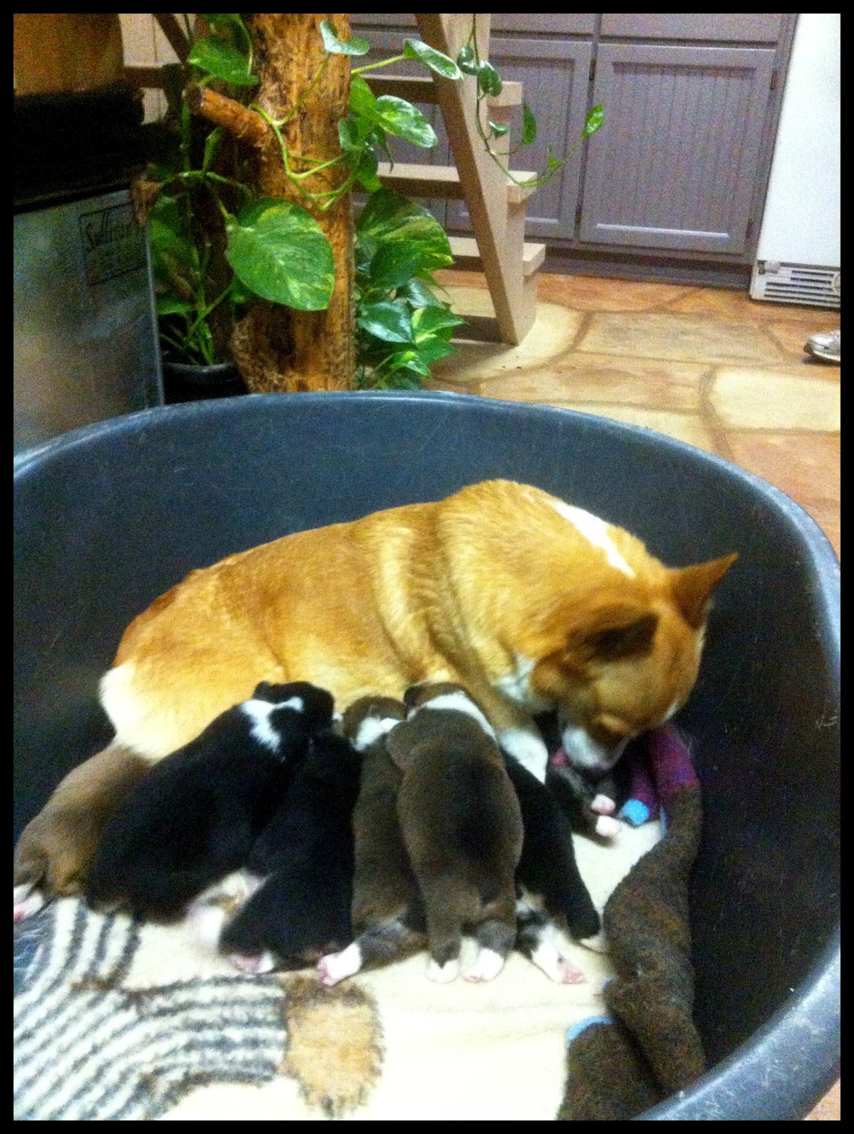 Mrs. G's Camp Macy's Puppies All Have New Homes