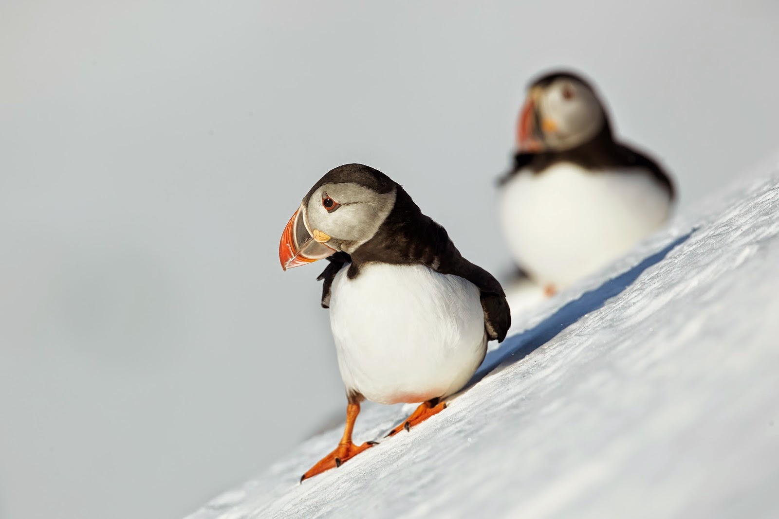 PUFFINS photos - wallpapers (ανανεωμένο) | the fun bank