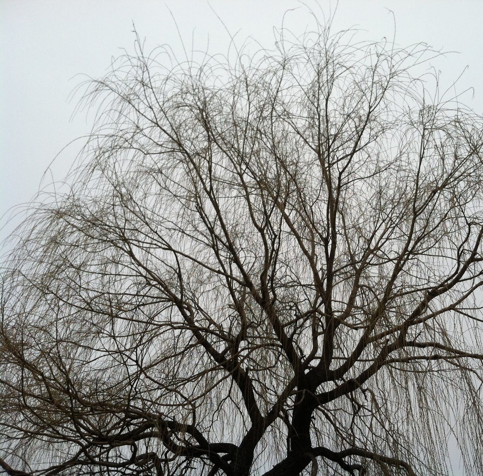 Weeping Atlas Cedars